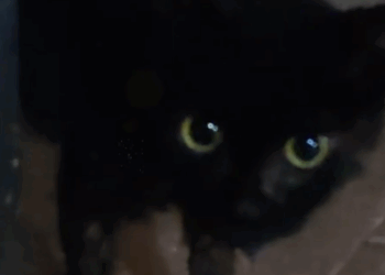 Part2.Animals Rescue #dogrescue #rescuedog #dogsofttiktok #foryoupage #foryou #dogs