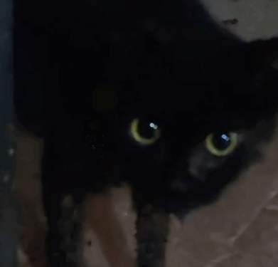 Part2.Animals Rescue #dogrescue #rescuedog #dogsofttiktok #foryoupage #foryou #dogs