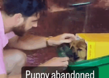 Puppy abandoned in trash can #foryou #animal #dog #puppy #abandoned #rescue #neiperteee #cane_part2