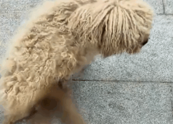 Part2.Animals Rescue #dogrescue #rescuedog #dogsofttiktok #foryoupage #foryou #dogs