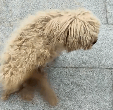 Part2.Animals Rescue #dogrescue #rescuedog #dogsofttiktok #foryoupage #foryou #dogs