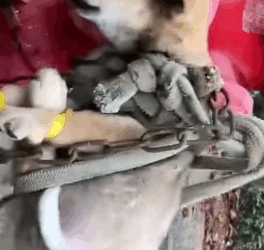 part2.Animals Rescue #dogrescue #rescuedog #dogsofttiktok #foryoupage #foryou #dogs