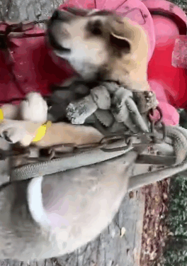 part2.Animals Rescue #dogrescue #rescuedog #dogsofttiktok #foryoupage #foryou #dogs