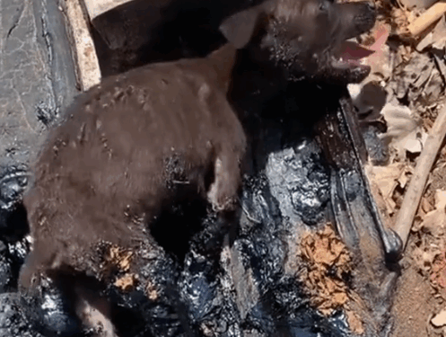 part2.Animals Rescue #dogrescue #rescuedog #dogsofttiktok #foryoupage #foryou #dogs