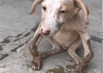 Rescue of a small abandoned dog with twisted legs_part1