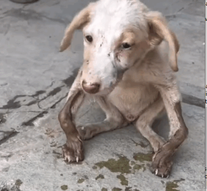 Rescue of a small abandoned dog with twisted legs_part1