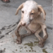 Rescue of a small abandoned dog with twisted legs_part1