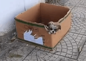 Part 2.Animals Rescue #rescuedog #dogrescue #dogsofttiktok #foryoupage #foryou #dogs