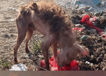 Rescue a abandoned Teddy dog_part2