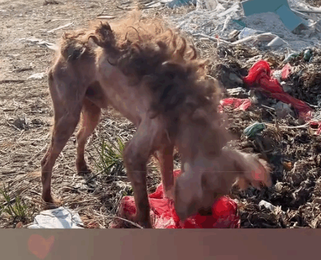 Rescue a abandoned Teddy dog_part2