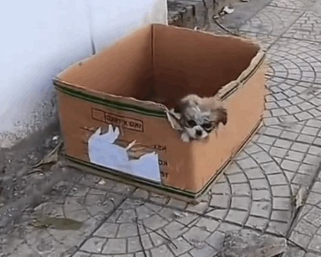 Part 2.Animals Rescue #rescuedog #dogrescue #dogsofttiktok #foryoupage #foryou #dogs