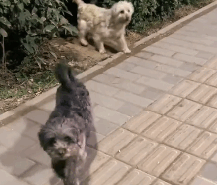 A mama dog, carrying her baby, begging for help…_part2