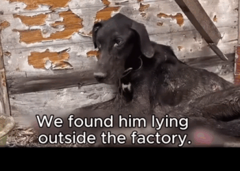 Skin and Bones… Still Waiting for the One Who Left Him._part2