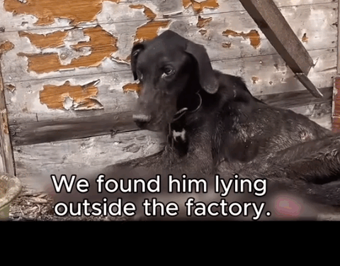 Skin and Bones… Still Waiting for the One Who Left Him._part2