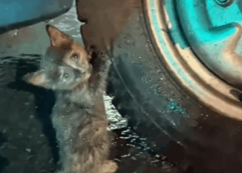 Saved a strange looking kitten_part2