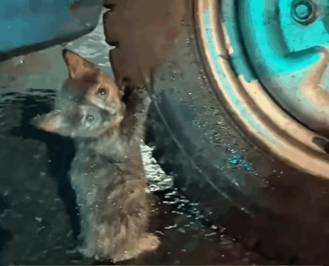 Saved a strange looking kitten_part2