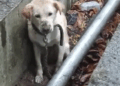 Rescue an abandoned Labrador retriever whose owner has moved away, while she is trapped outdoors_part2