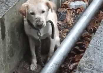 Rescue an abandoned Labrador retriever whose owner has moved away, while she is trapped outdoors_part2