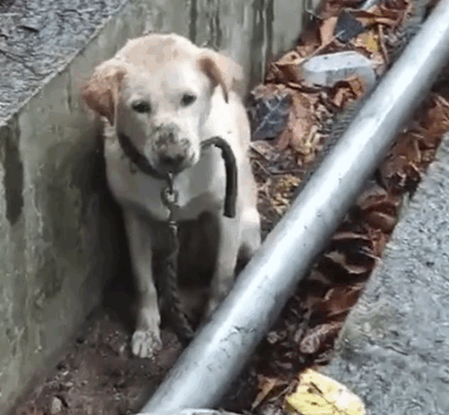 Rescue an abandoned Labrador retriever whose owner has moved away, while she is trapped outdoors_part2