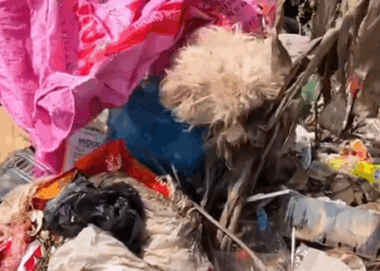 Part2. Animals Rescue #dogrescue #rescuedog #dogsofttiktok #foryoupage #foryou #dogs