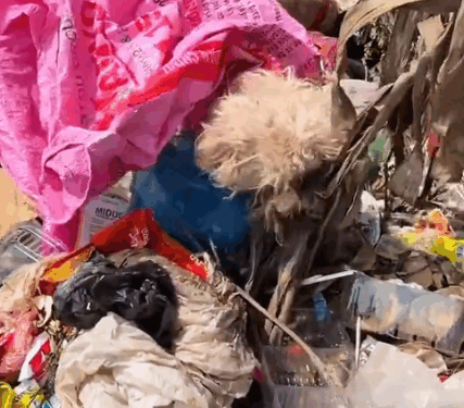 Part2. Animals Rescue #dogrescue #rescuedog #dogsofttiktok #foryoupage #foryou #dogs