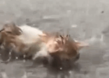 Rescue the kitten crying in the rainstorm_part2