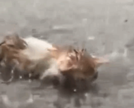 Rescue the kitten crying in the rainstorm_part2