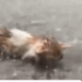 Rescue the kitten crying in the rainstorm_part2