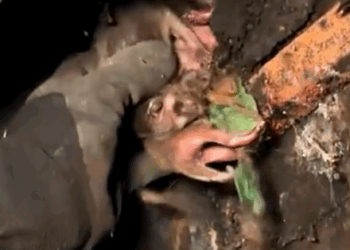 Part2. Animals Rescue #dogrescue #rescuedog #dogsofttiktok #foryoupage #foryou #dogs