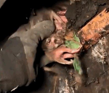 Part2. Animals Rescue #dogrescue #rescuedog #dogsofttiktok #foryoupage #foryou #dogs