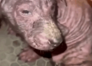 rescue of a sick and abandoned little dog near the garbage❤️ #man #rescue #puppy #abandoned_part2