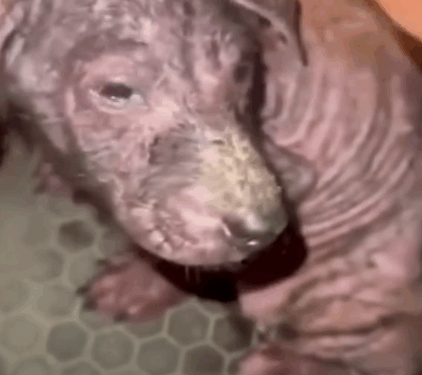 rescue of a sick and abandoned little dog near the garbage❤️ #man #rescue #puppy #abandoned_part2