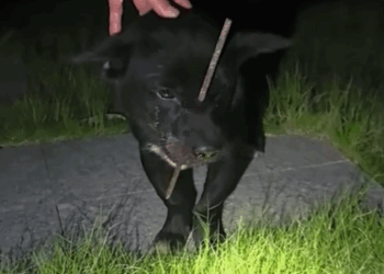 Part2.Animals Rescue #dogrescue #rescuedog #dogsofttiktok #foryoupage #foryou #dogs