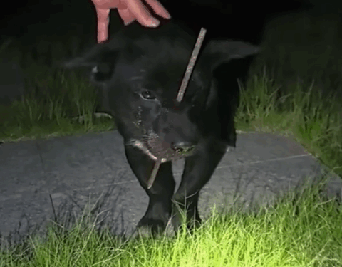 Part2.Animals Rescue #dogrescue #rescuedog #dogsofttiktok #foryoupage #foryou #dogs