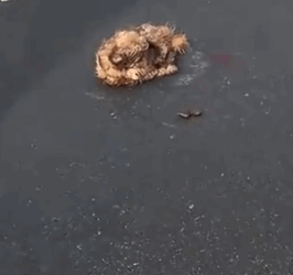 Rescue a puppy on the r oad_part2