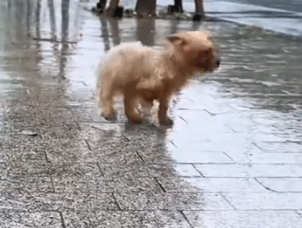 Rescue a little dog . #rescue #animals #rescueanimals #dog #fyp_part2