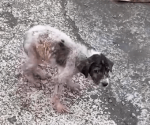 Part2.Animals Rescue #dogrescue #rescuedog #dogsofttiktok #foryoupage #foryou #dogs