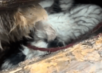 part2.Animals Rescue #dogrescue #rescuedog #dogsofttiktok #foryoupage #foryou #dogs