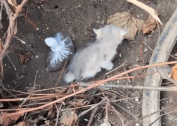 part2.Animals Rescue #dogrescue #rescuedog #dogsofttiktok #foryoupage #foryou #dogs