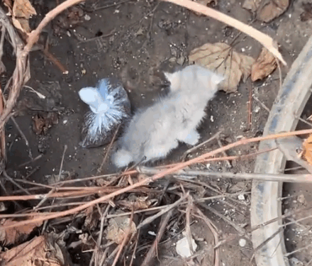 part2.Animals Rescue #dogrescue #rescuedog #dogsofttiktok #foryoupage #foryou #dogs