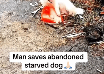 Part 2.Animals Rescue #rescuedog #dogrescue #dogsofttiktok #foryoupage #foryou #dogs