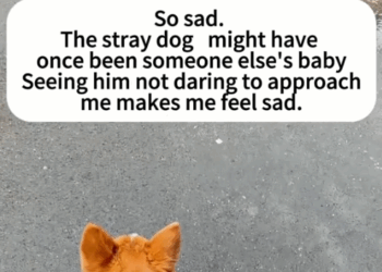 Part2.Animals Rescue #dogrescue #rescuedog #dogsofttiktok #foryoupage #foryou #dogs