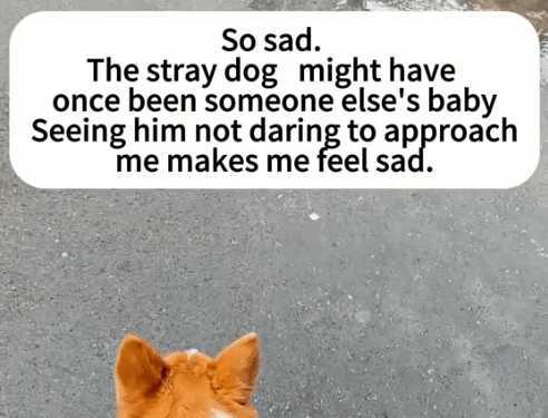 Part2.Animals Rescue #dogrescue #rescuedog #dogsofttiktok #foryoupage #foryou #dogs