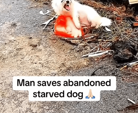 Part 2.Animals Rescue #rescuedog #dogrescue #dogsofttiktok #foryoupage #foryou #dogs