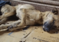 rescue of an abandoned dog who is very sick on the ground❤️_part1