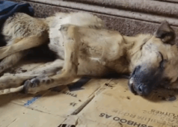 rescue of an abandoned dog who is very sick on the ground❤️_part1