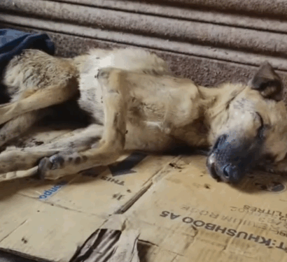 rescue of an abandoned dog who is very sick on the ground❤️_part1