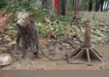 Rescue a abandoned puppy_part2