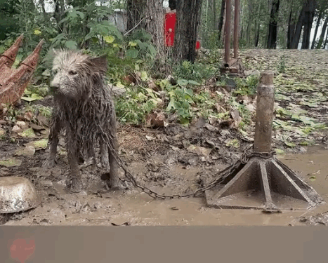 Rescue a abandoned puppy_part2