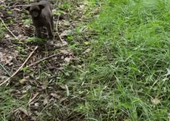 Adopt a rescue❤️‍🩹. Save a life We rescued Nunu as a little six weeks old puppy from a rubbish pile back in March_part2